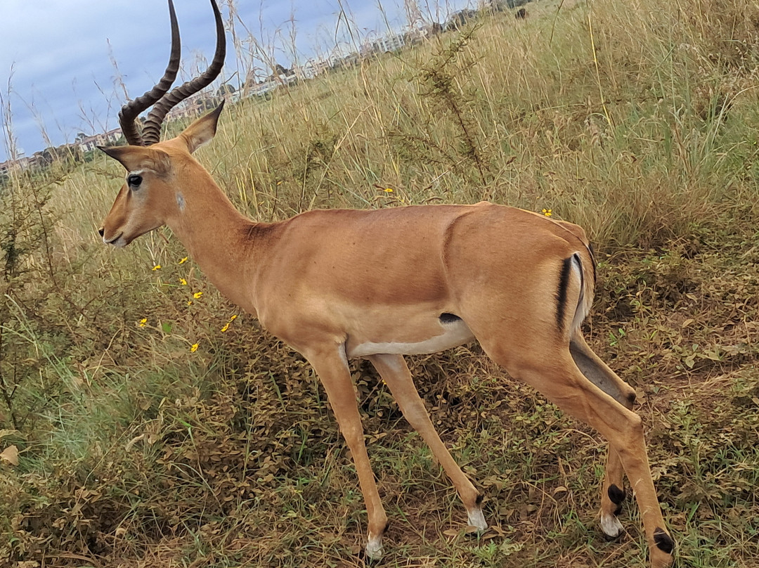 Taswa Challenge-内罗毕必去景点