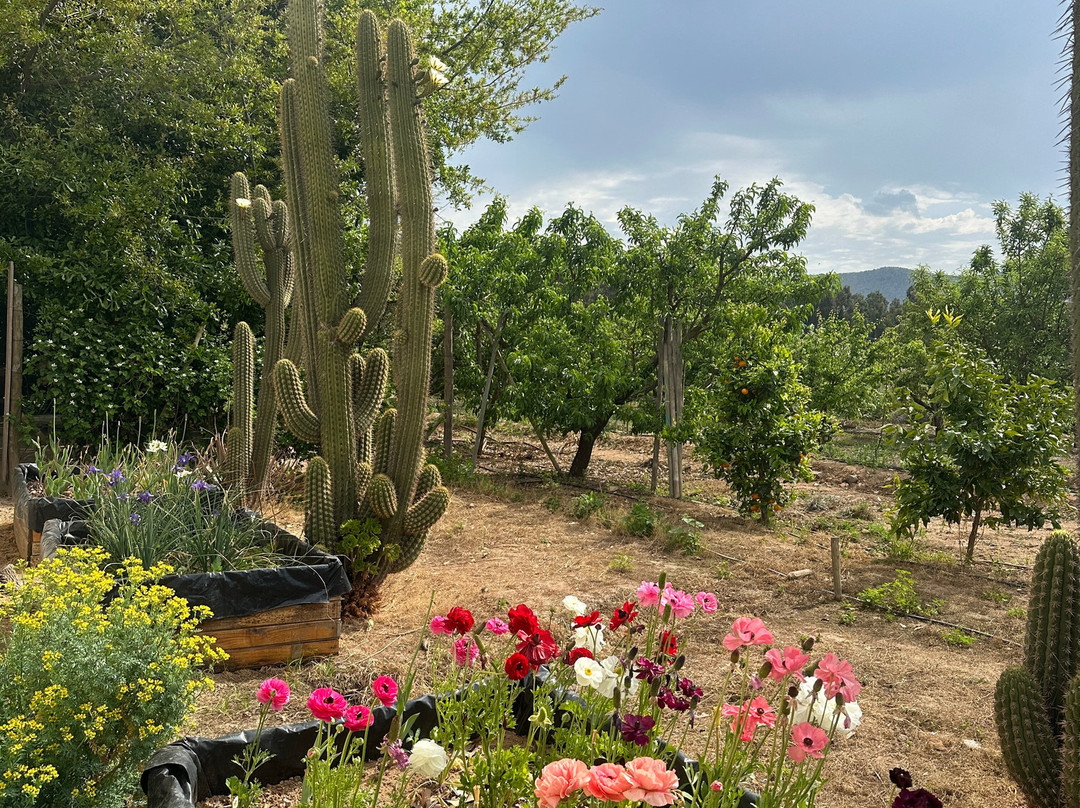 Hoasi Farm-Curacavi必去景点