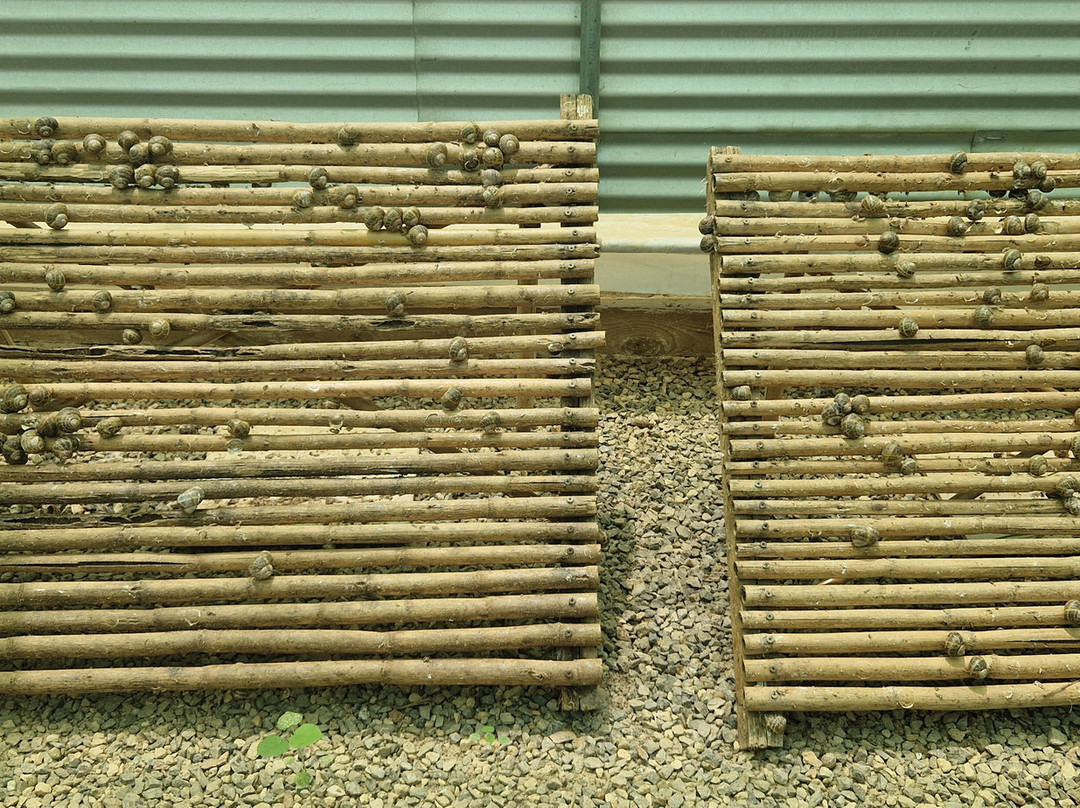 Snail Farm And Fun景点图片