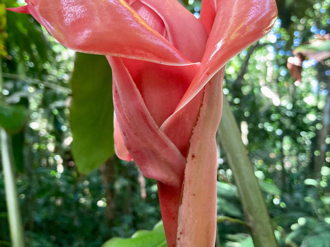 Jardin de Cantamerle-Capesterre-Belle-Eau必去景点