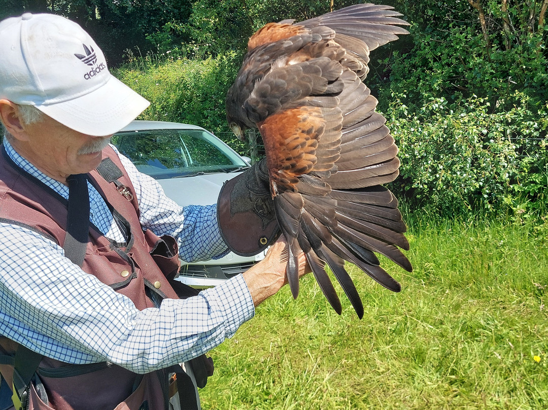 North Devon Hawk Walks-South Molton必去景点