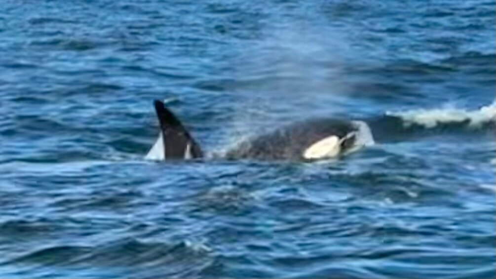 Arctic Whale Tours-Sto必去景点