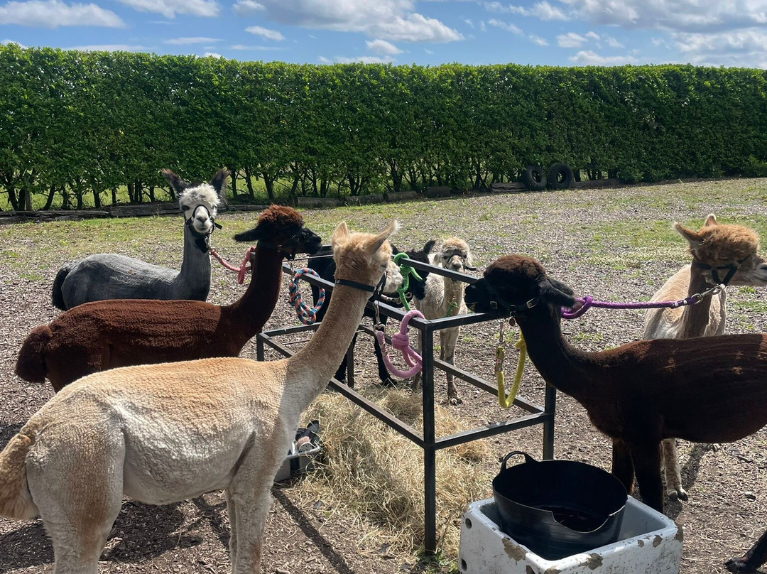 Wetley Moor Alpacas-特伦特河畔斯托克必去景点