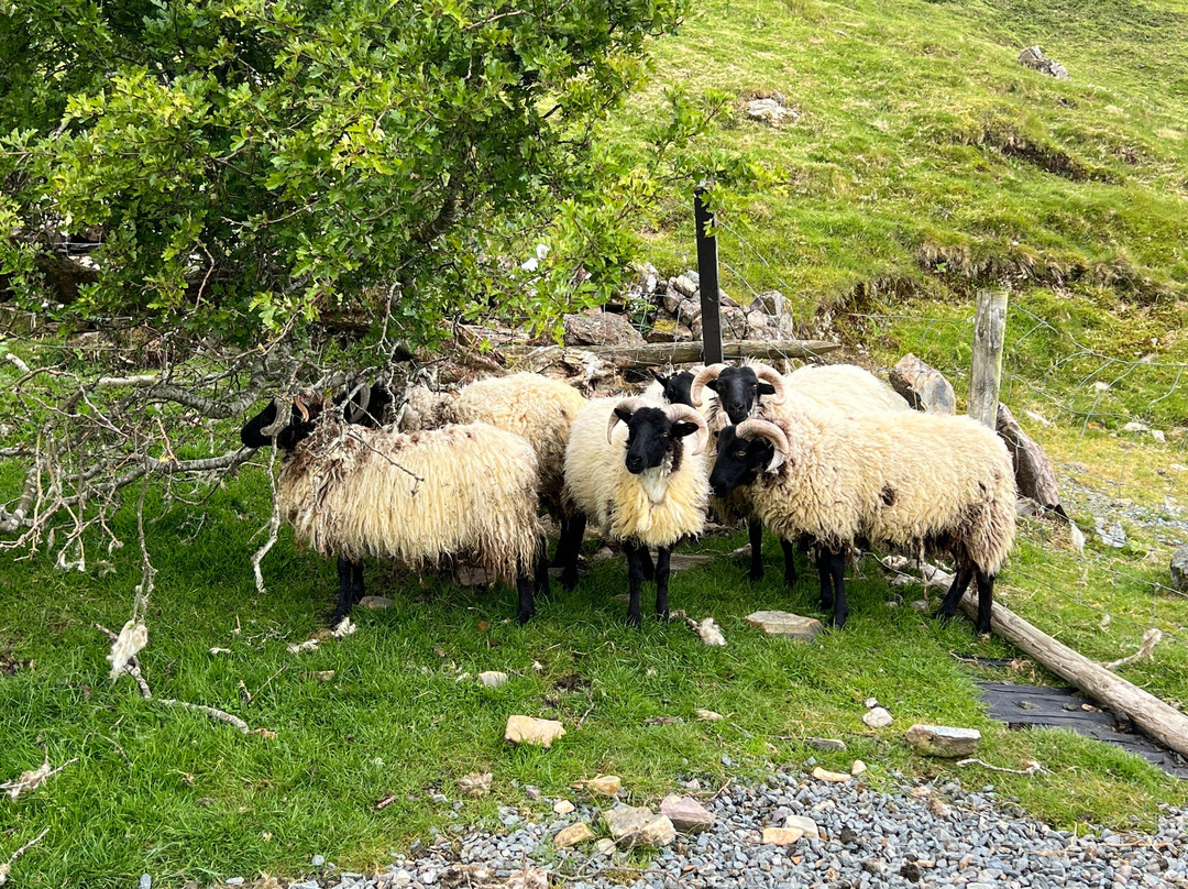 Killary Sheep Farm-Leenane必去景点