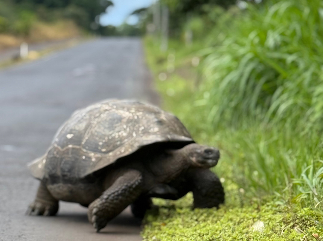 Real Dreams Tour-基多必去景点