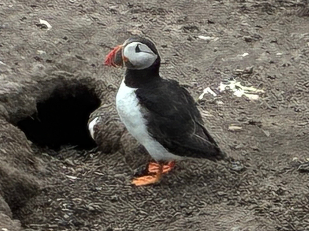 Farne Islands-诺桑伯兰郡必去景点