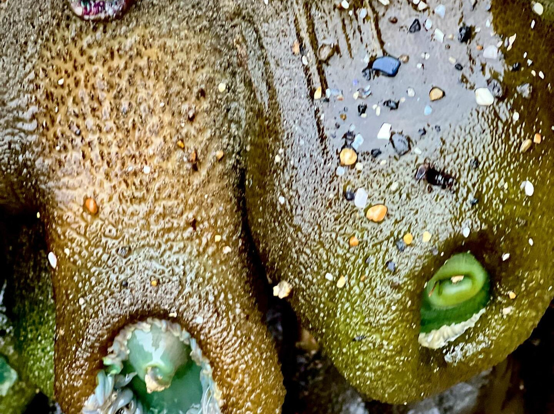 Oceanside Beach State Recreation Site-Oceanside必去景点