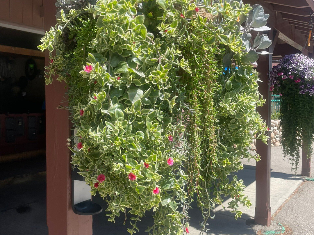 卡勒威游乐园-卡尔加里必去景点