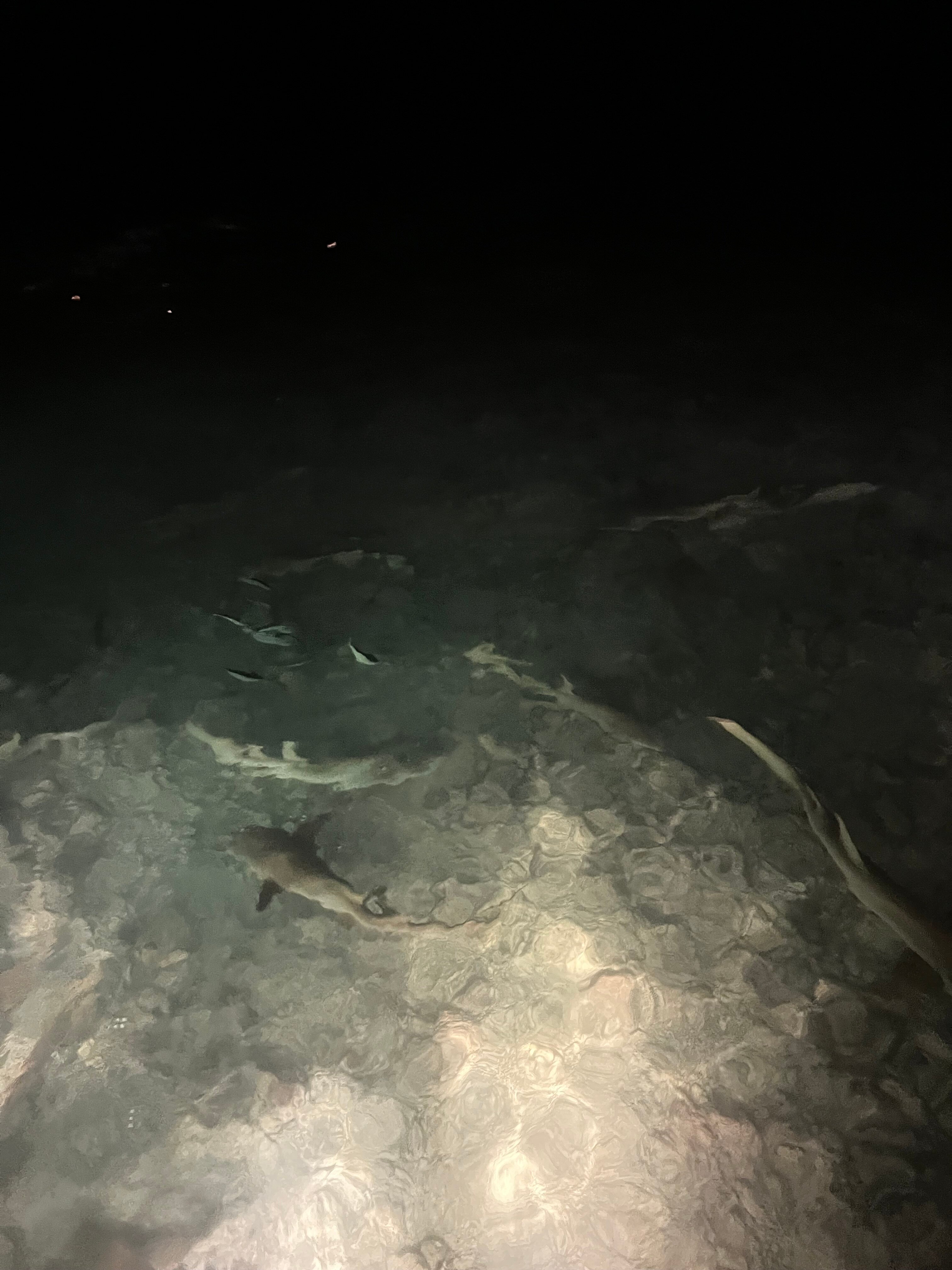 JOALI Maldives-官方