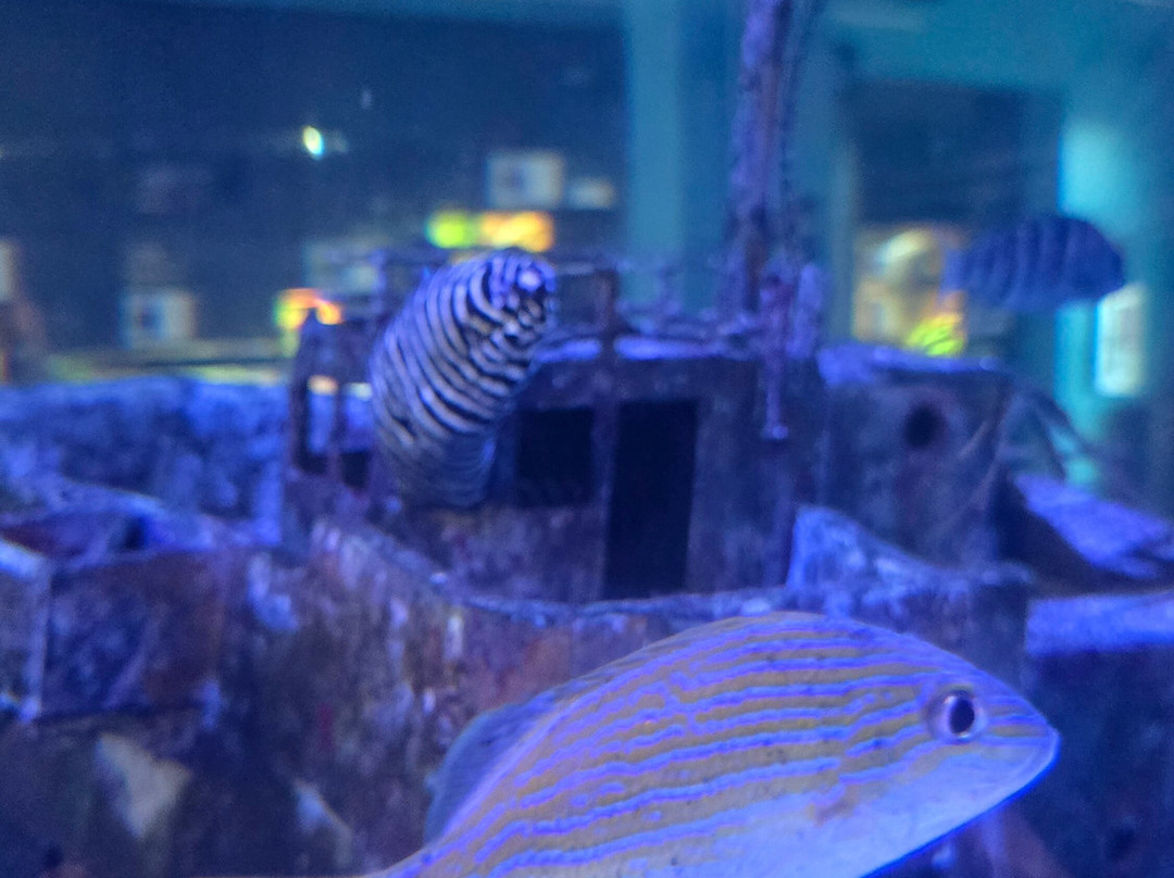 IMAG History & Science Center-迈尔斯堡必去景点