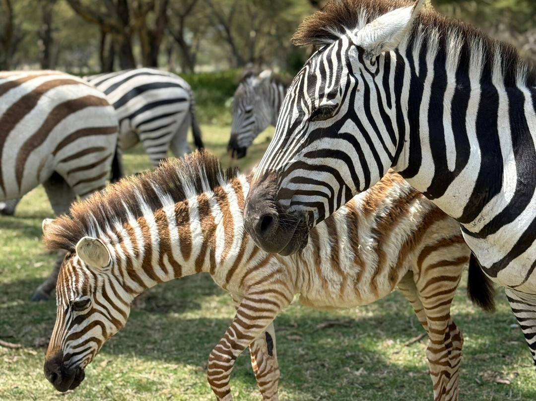 Worldwide Safaris Tanzania-阿鲁沙必去景点