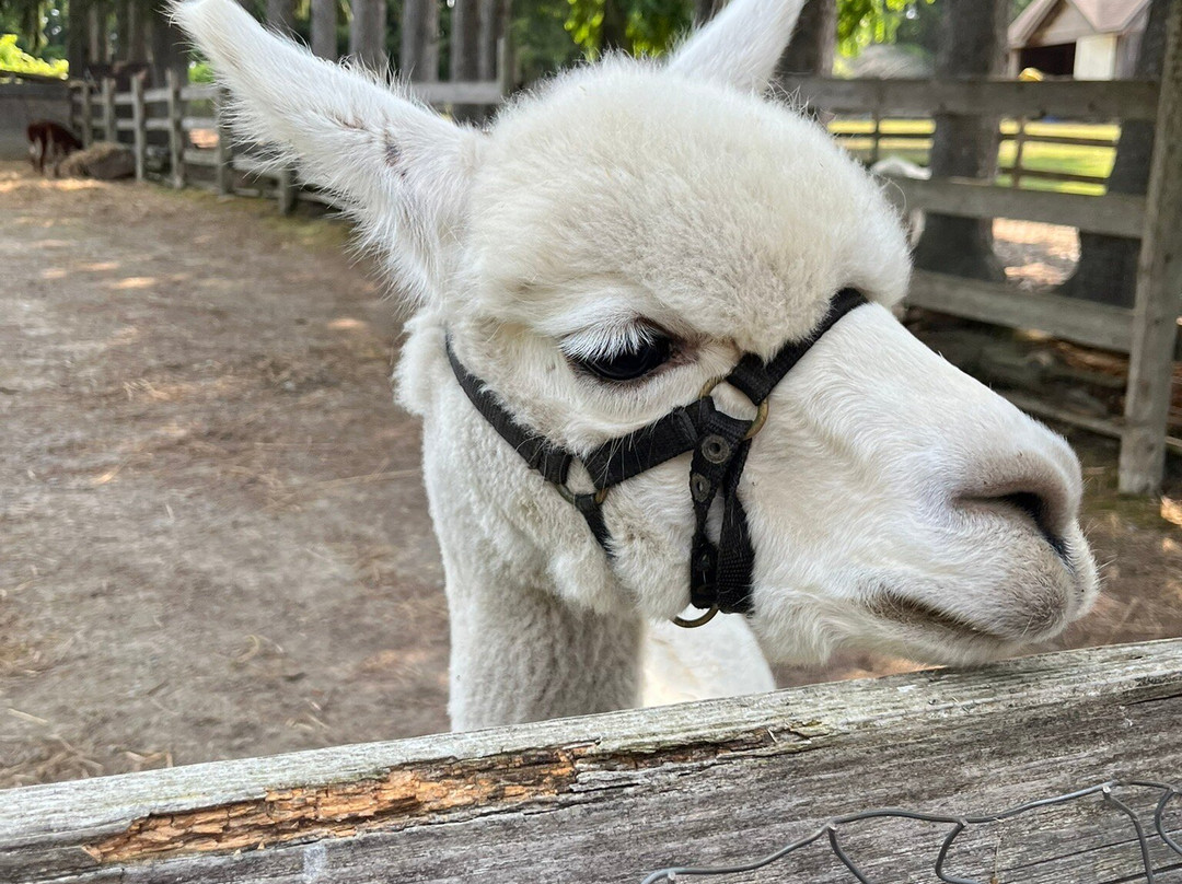 Old Mill Alpacas-Colborne必去景点