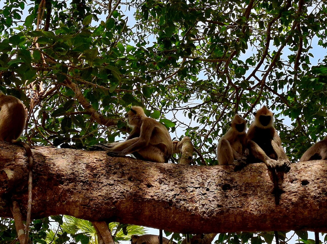 Gayan Chithrasena Guided Tours-Saliyapura必去景点