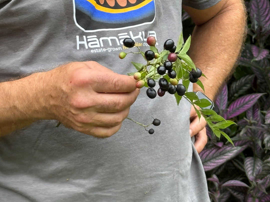 Hamakua Chocolate Farm-帕派科欧必去景点