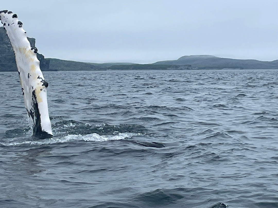 The Dark Tickle Co.-纽芬兰及拉布拉多必去景点