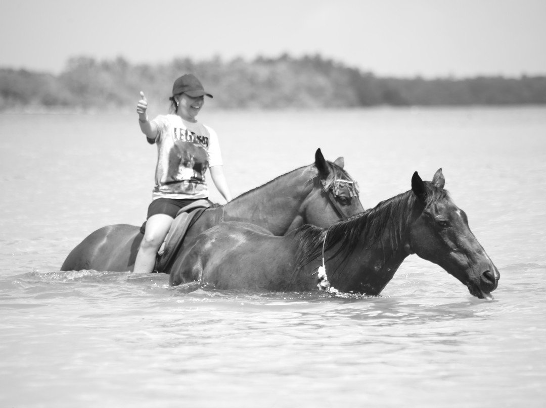 Being with Horses-Buccoo必去景点