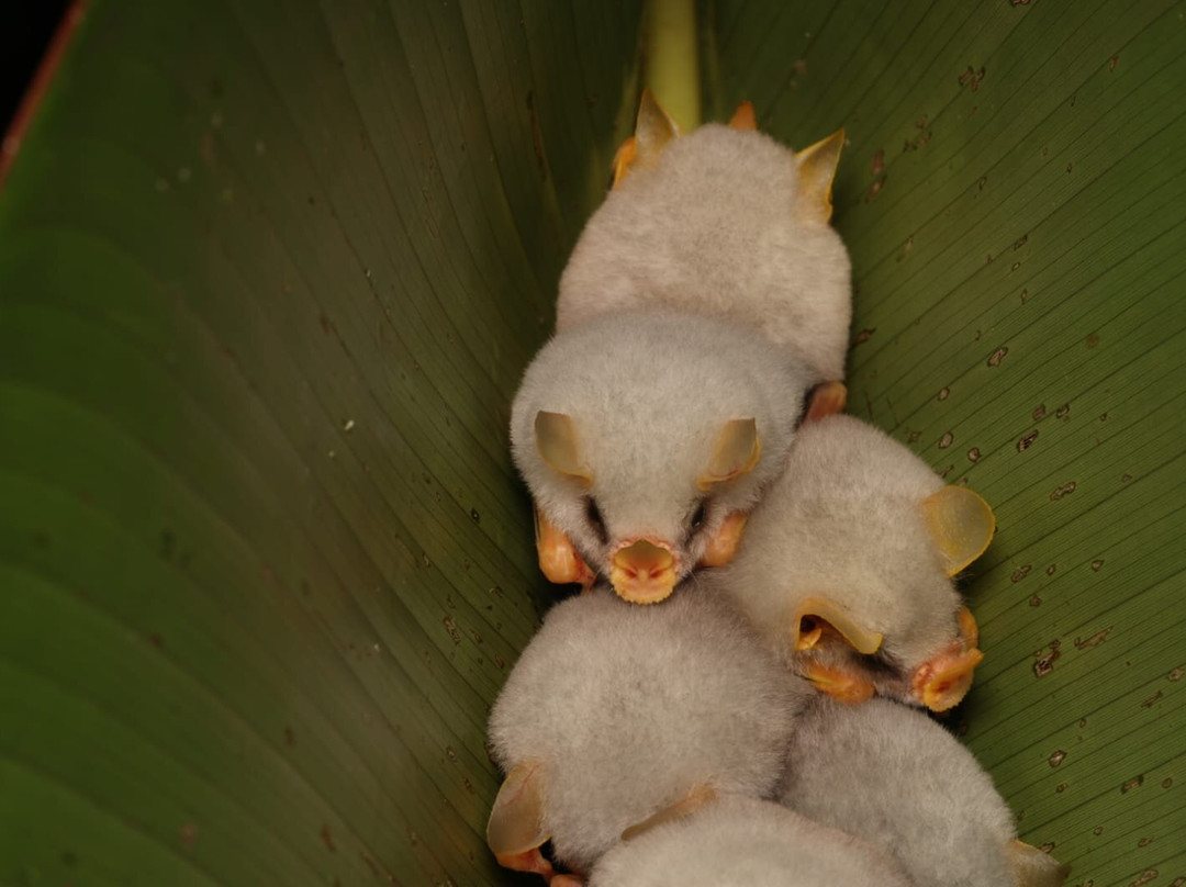 Frogs Heaven-Horquetas必去景点