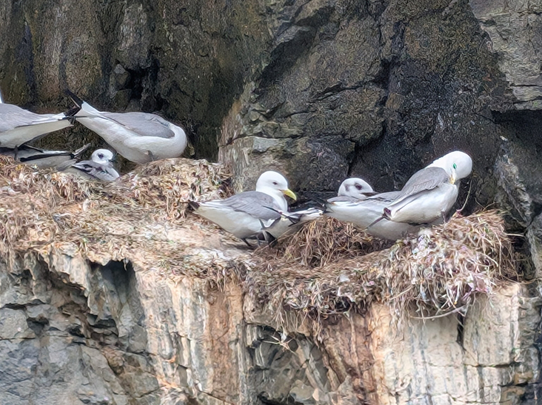 Aquaphobia Ramsey Island Power Boats-St. Davids必去景点