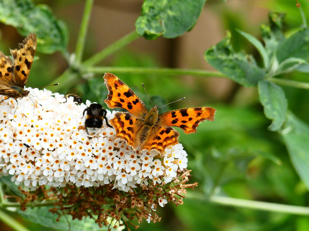 Warnham Local Nature Reserve-霍舍姆必去景点