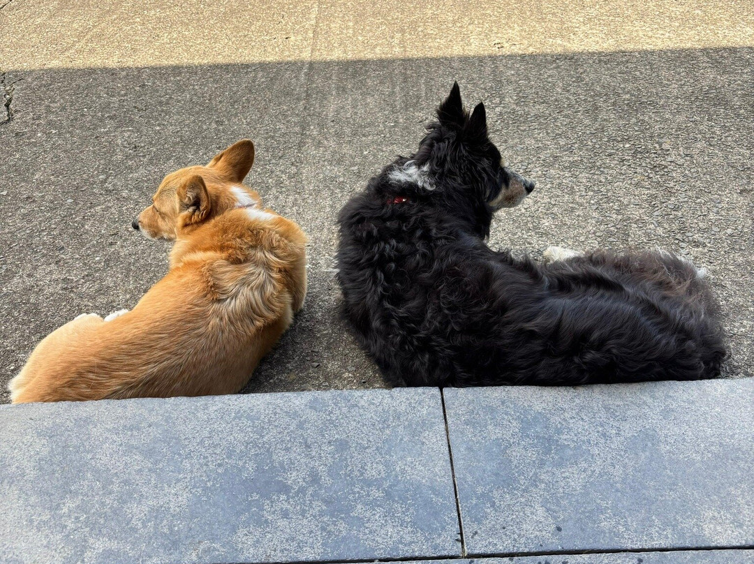 Nantgwynfaen Organic Farm主图