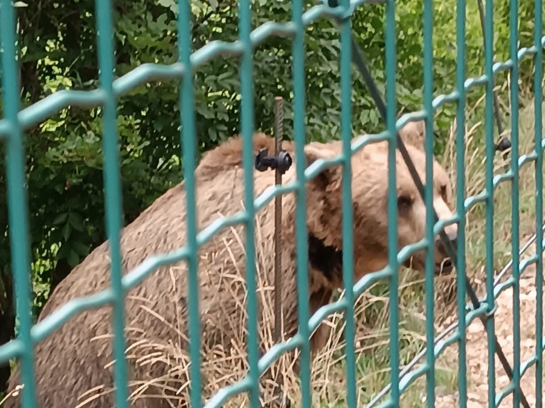 Area Faunistica Orso Bruno Marsicano-Campoli Appennino必去景点
