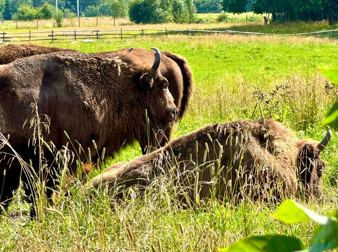 Avesta Visentpark-Avesta必去景点