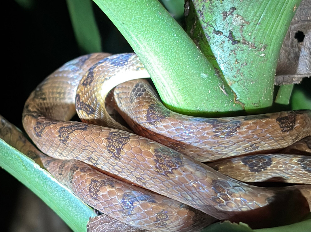 Frog's Paradise-Bijagua de Upala必去景点