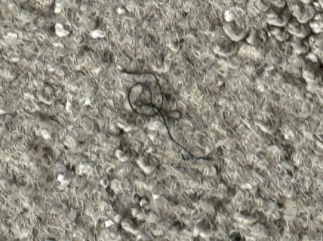 The Trade, Autograph Collection主图