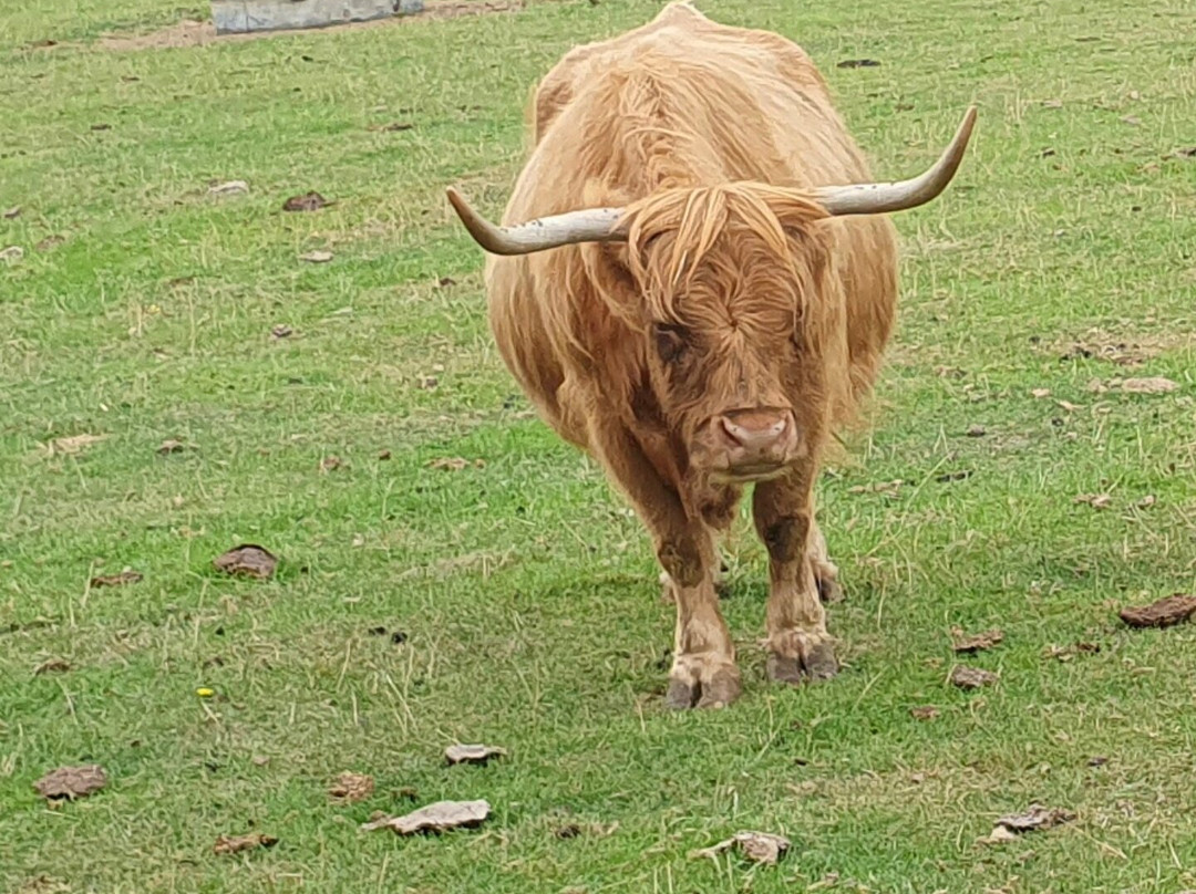Willows Activity Farm-London Colney必去景点