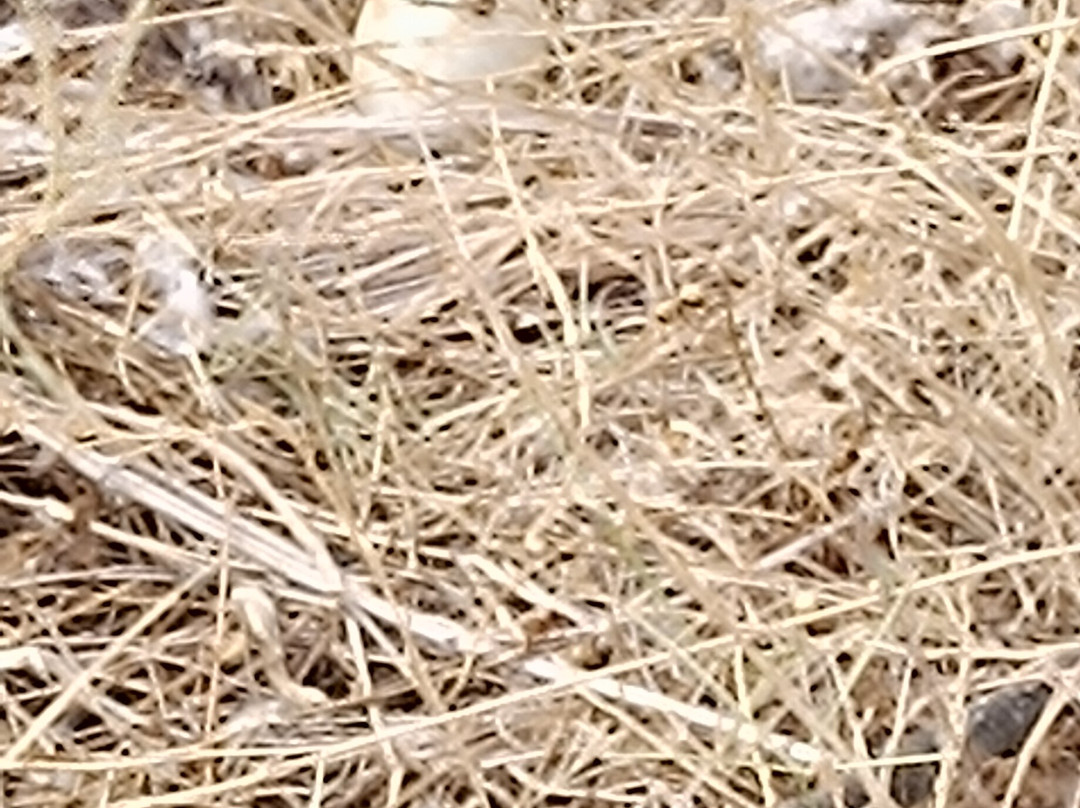 Alqueva Cruzeiros-Reguengos de Monsaraz必去景点