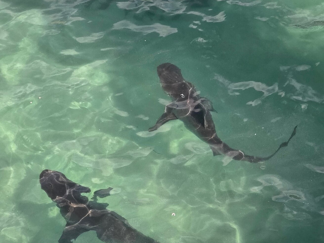 Advance Fishing-金斯敦必去景点