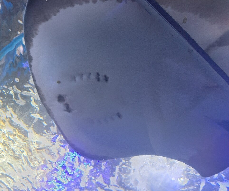 Rodadero Sea Aquarium and Museum-圣玛尔塔必去景点