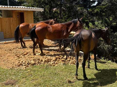 Serenya Reserva Ecuestre-恩维加多必去景点