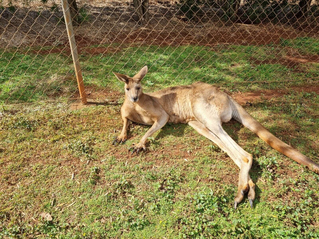 Snakes Downunder Reptile Park-Childers必去景点