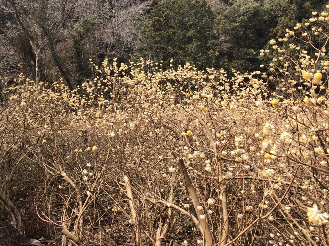 Mushiidani no Mitsumata Colony-安艺高田市必去景点