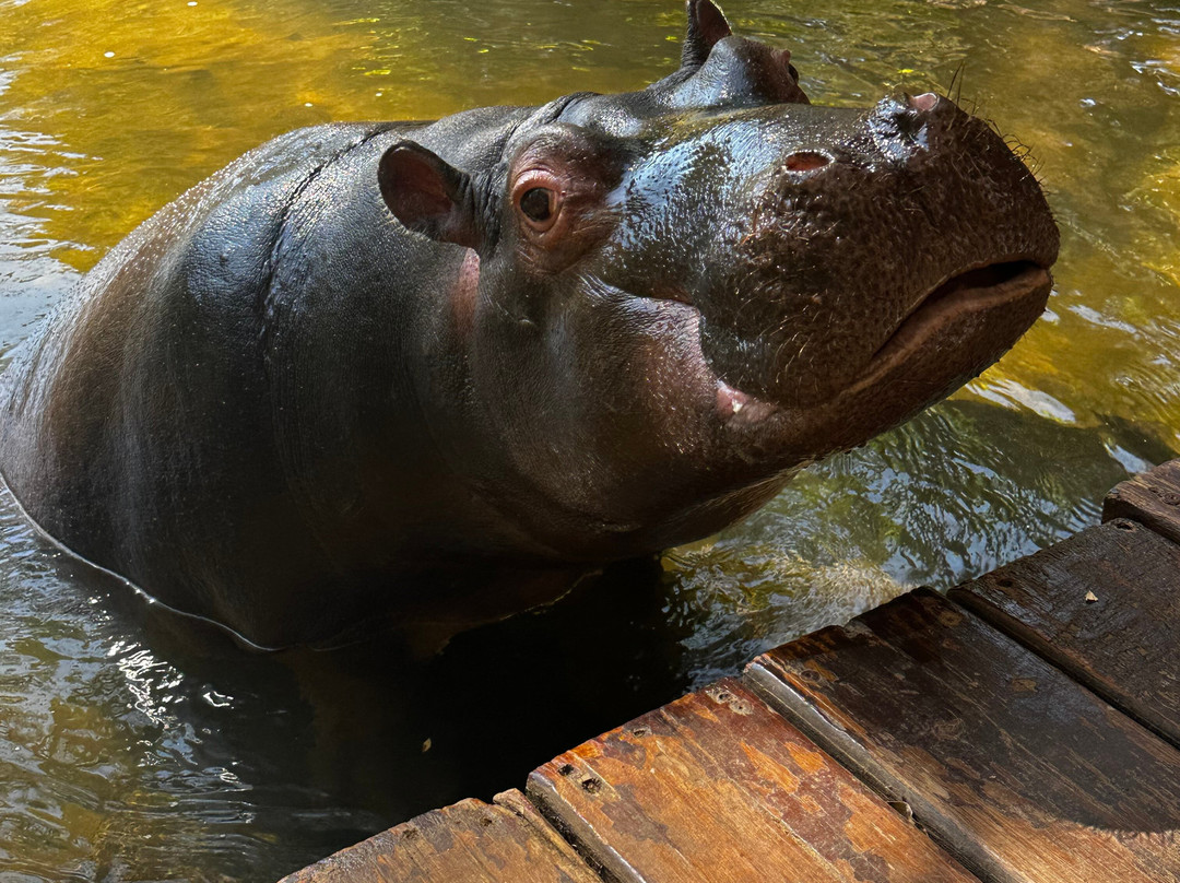 Hippo Jessica-霍德斯普鲁特必去景点