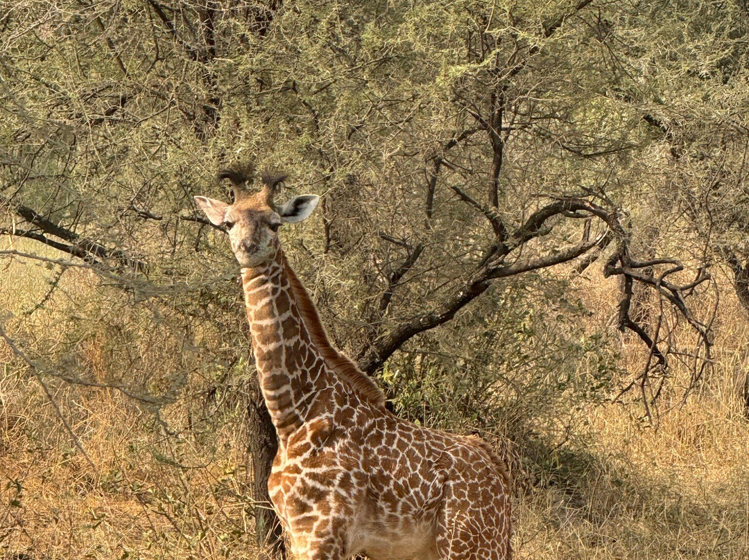 Tanzania-Safari-阿鲁沙必去景点