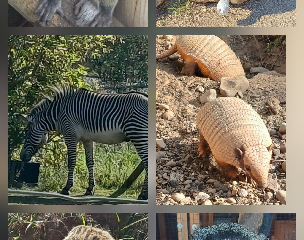 Fife Zoo-库珀必去景点