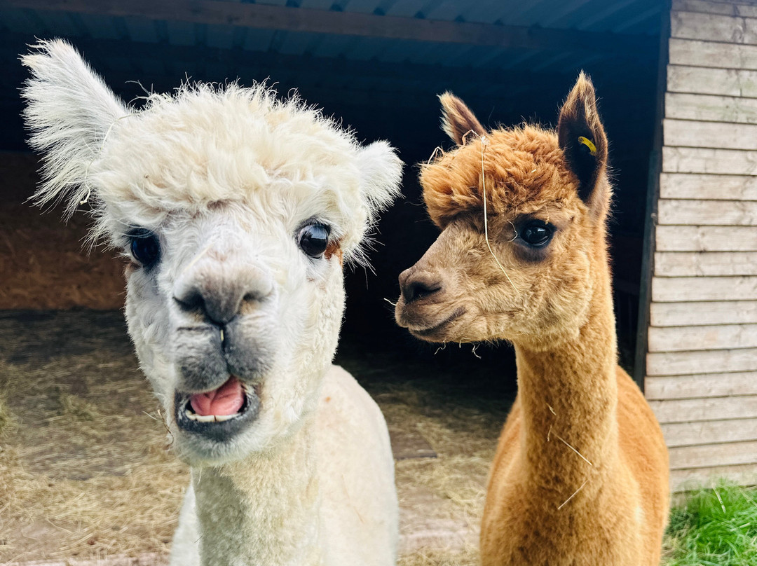 Cute Farm Experience-切普斯托必去景点