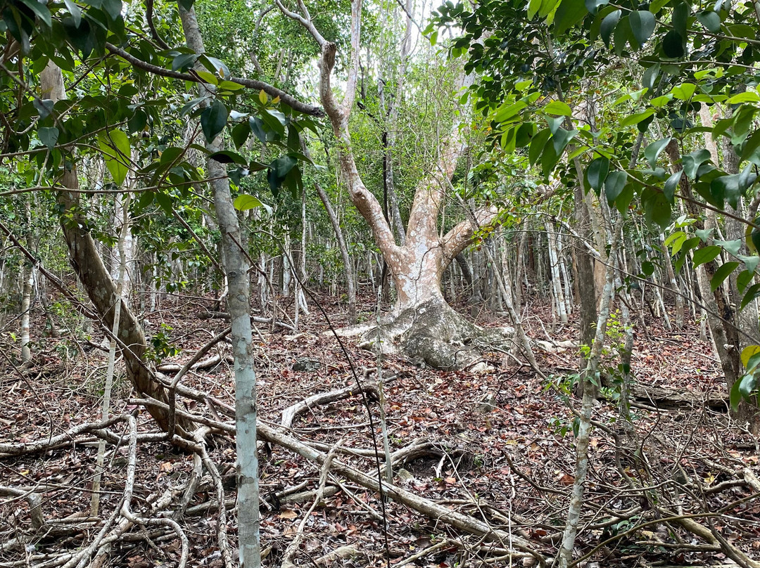Quill National Park-圣尤斯泰希厄斯岛必去景点