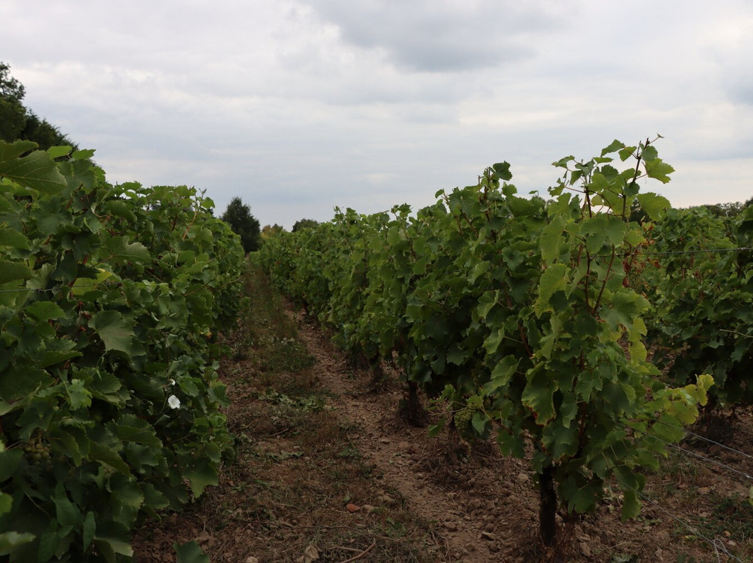 Clos de la Richardière-昂布瓦斯必去景点