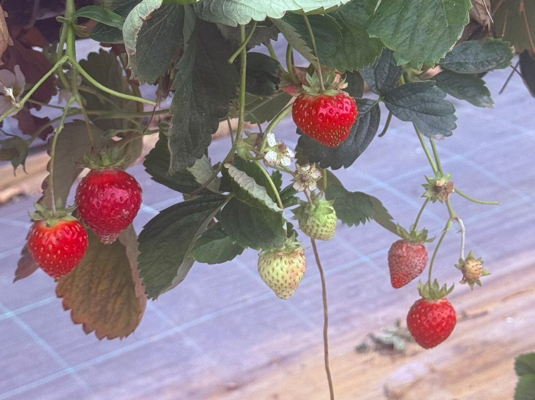 Manor Farm Fruits-Hints必去景点