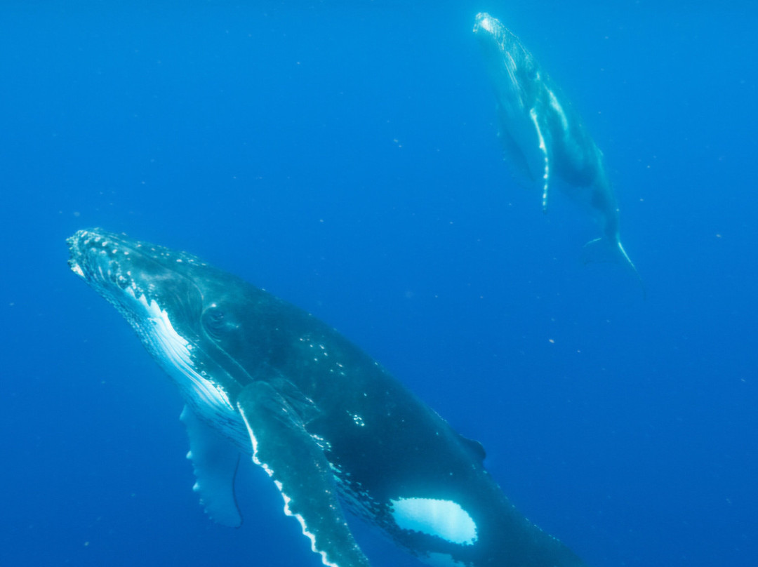 Mounu Island Resort主图