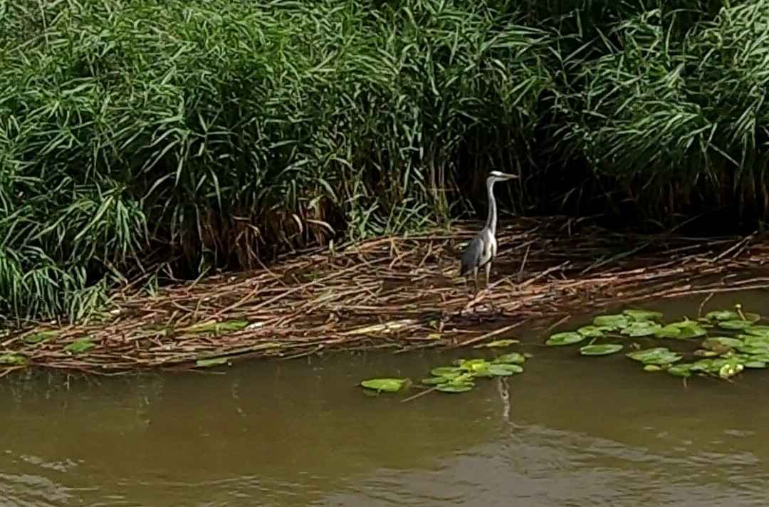Waveney River Tours-Oulton Broad必去景点