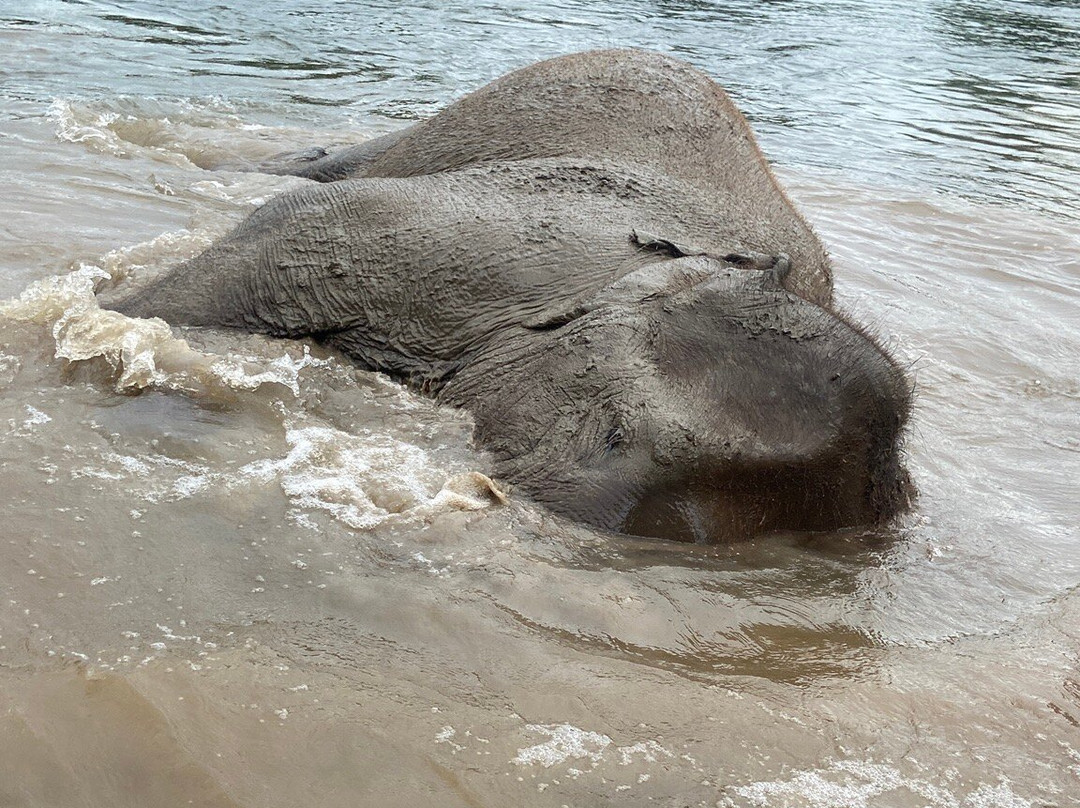 Green Elephant Sanctuary Park-呈塔累必去景点