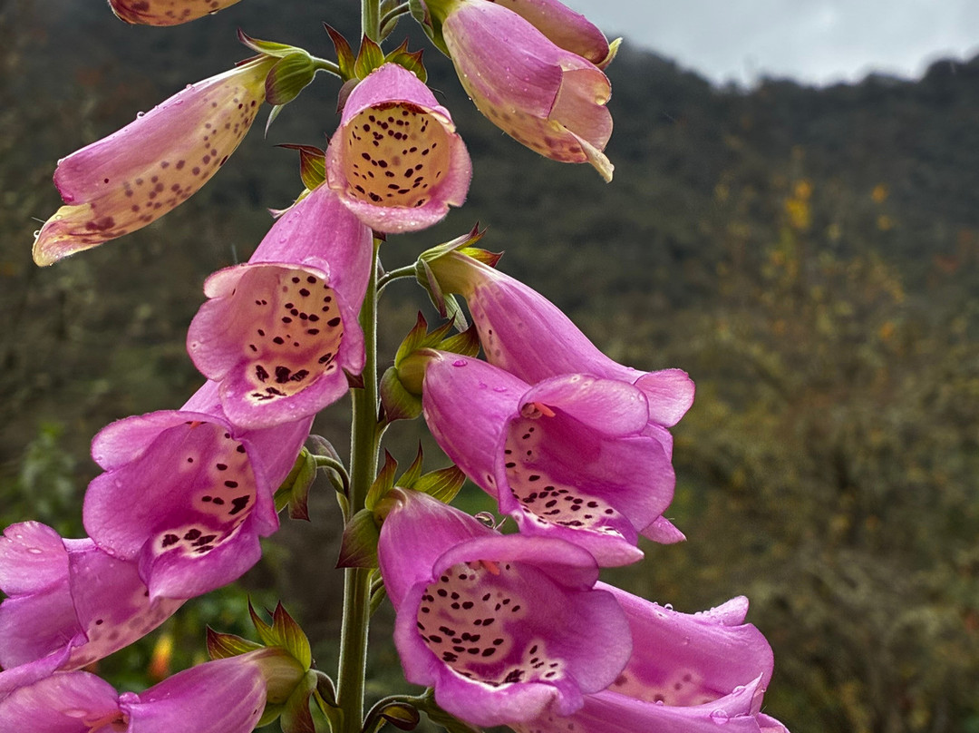 Termas de Papallacta-帕帕亚克塔必去景点