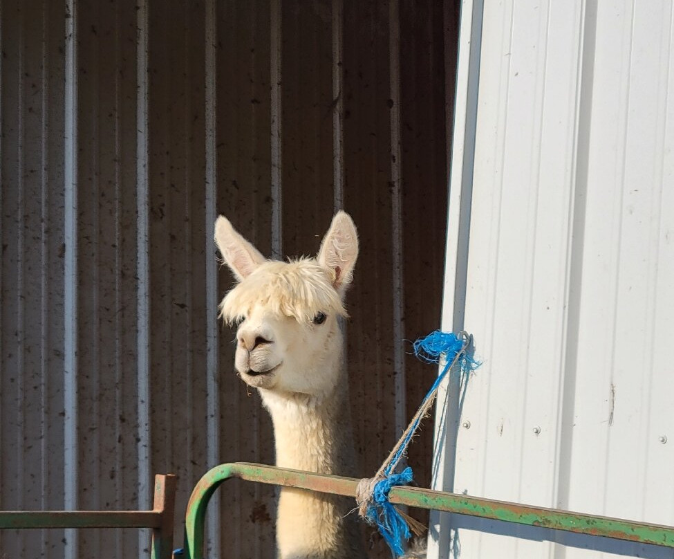 Alpaca Meadows-曼斯费尔德必去景点