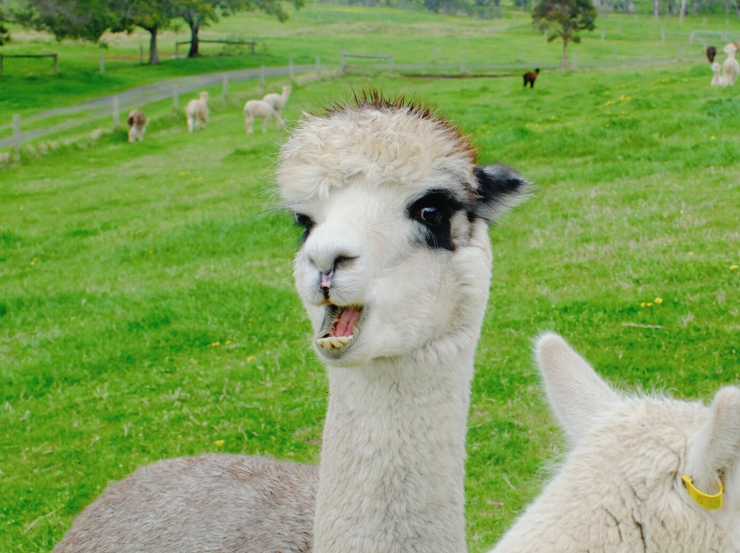 Softfoot Farm & Wildlife Park-Hindmarsh Valley必去景点