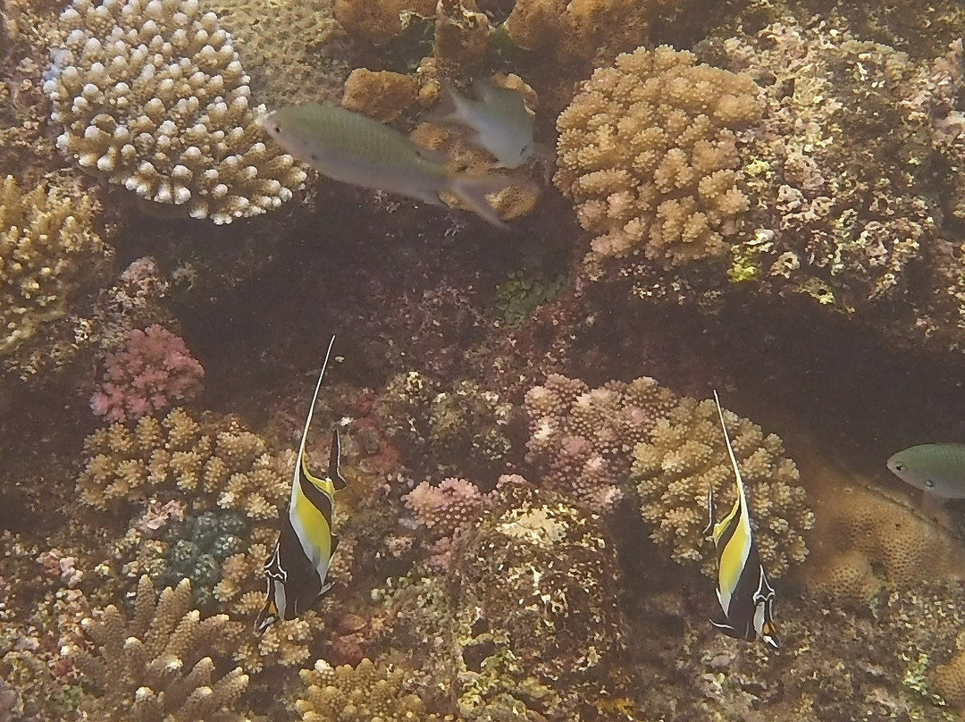 Waya Island Resort主图