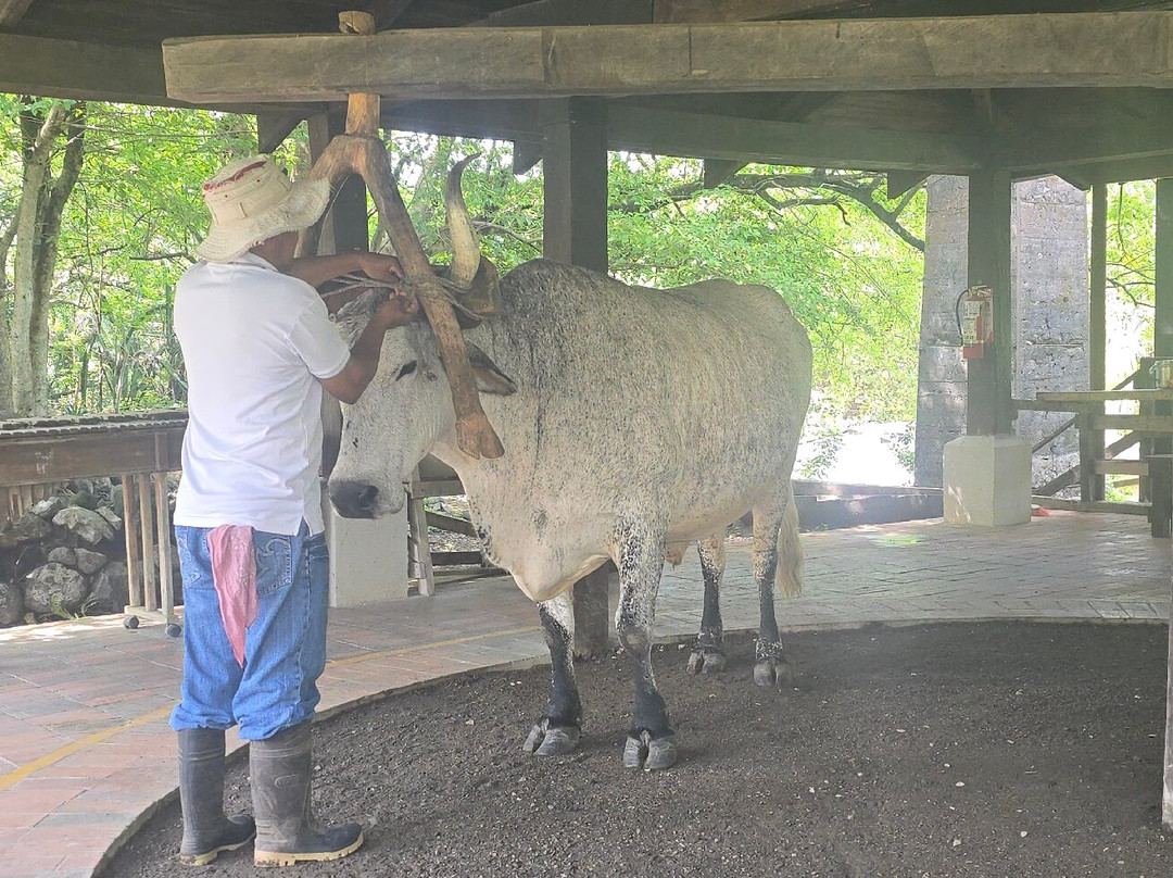 Hacienda El Viejo Wetlands-Area de Conservacion Guanacaste必去景点
